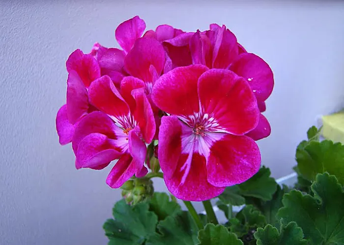 Tropics & Venera Hotel Sveti Vlas